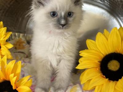 Ragdoll Kittens Ready Now - Ragdoll - Gallery Photo #1