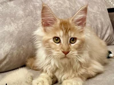 Lady - Maine Coon - Gallery Photo #1