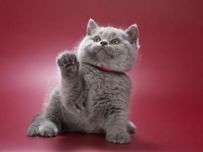 Yakhont - British Shorthair - Gallery Photo #1