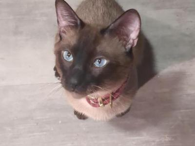 Nikola - Siamese - Gallery Photo #1