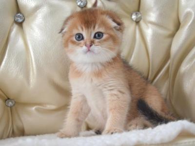 Scottish Fold Golden Chinchilla Iggy - Scottish Fold - Gallery Photo #1