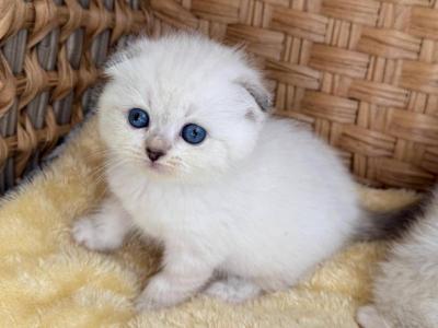 Scottish Fold White Color Point  Female - Scottish Fold - Gallery Photo #1