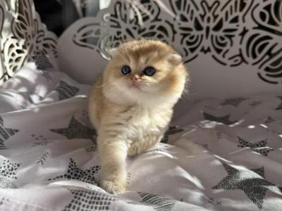 W - Scottish Fold - Gallery Photo #1