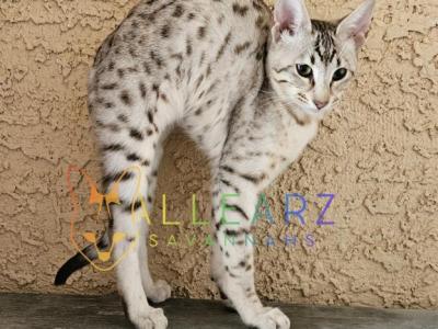 Spirit Savannah Kitten Holiday Special - Savannah - Gallery Photo #1