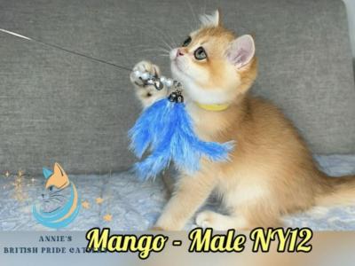 Mango - British Shorthair - Gallery Photo #1