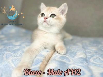 Blaze - British Shorthair - Gallery Photo #1