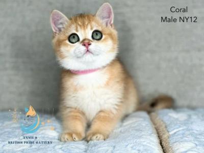 Coral Boy - British Shorthair - Gallery Photo #1