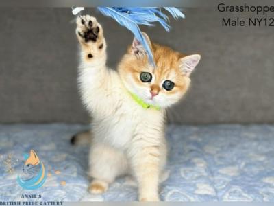 Grasshopper - British Shorthair - Gallery Photo #1