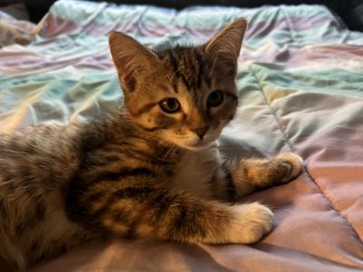 Tailless Doublepaw Kitten - Manx - Gallery Photo #1