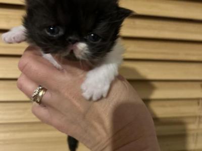 White And Black Female Persian Kitten - Persian - Gallery Photo #1