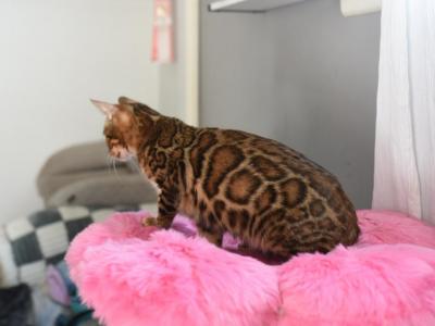 7 Month Old Bengal Female - Bengal - Gallery Photo #1