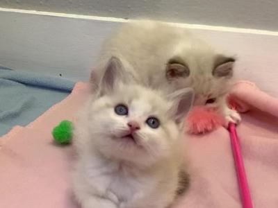 Leena Female Blue Bicolor - Ragdoll - Gallery Photo #1