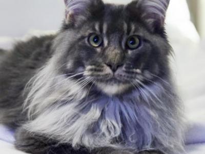 Sirius Black - Maine Coon - Gallery Photo #1