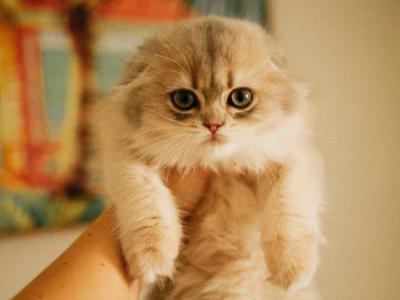 Queenie - Scottish Fold - Gallery Photo #1