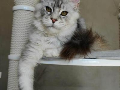 Little Cute - Maine Coon - Gallery Photo #1