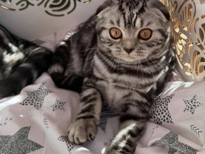 Tabia - Scottish Fold - Gallery Photo #1