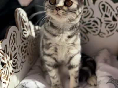 Tabbies - Scottish Fold - Gallery Photo #1