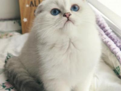 Marshmallow - Scottish Fold - Gallery Photo #1