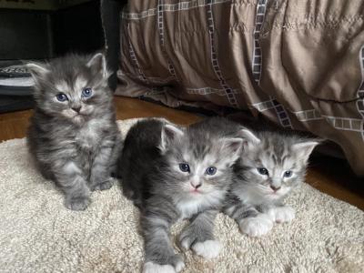 Tyra Poly Kittens - Maine Coon - Gallery Photo #1