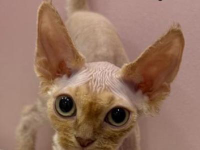 Mango - Devon Rex - Gallery Photo #1