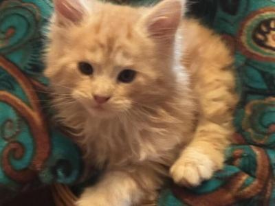 Jack - Maine Coon - Gallery Photo #1