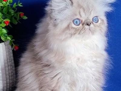 Barbie - Persian - Gallery Photo #1