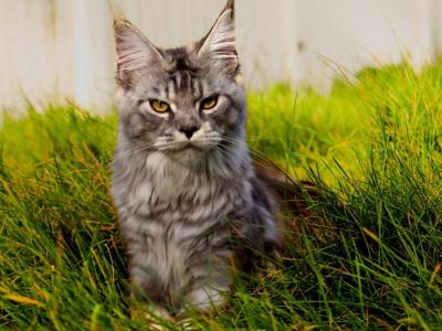 Moana - Maine Coon - Gallery Photo #1