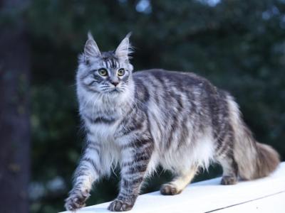 Daytona - Maine Coon - Gallery Photo #1