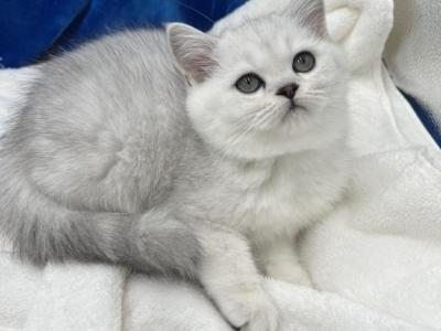 Rouse - British Shorthair - Gallery Photo #1