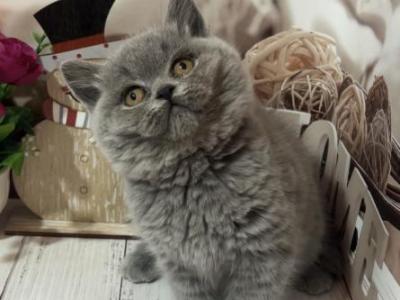 Female Blue Color - British Shorthair - Gallery Photo #1