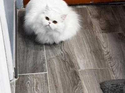 Leo - Persian - Gallery Photo #1