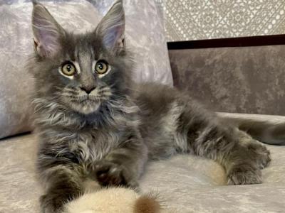 Northern King - Maine Coon - Gallery Photo #1