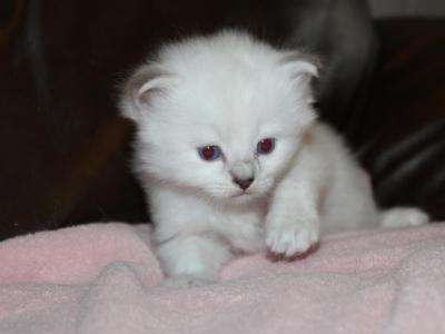 Milo - Ragdoll - Gallery Photo #1