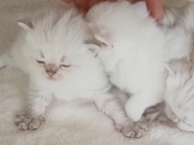 NEW LITTER Scottish Fold With Blue Eyes - Scottish Fold - Gallery Photo #1