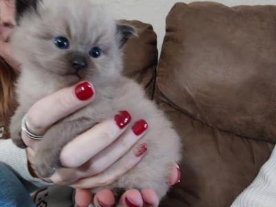 Coby And Chelsea's Litter - Ragdoll - Gallery Photo #1