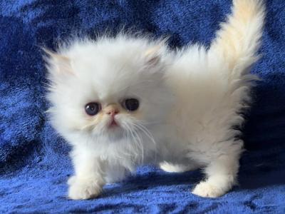 Persian Himalayan Kitten - Persian - Gallery Photo #1