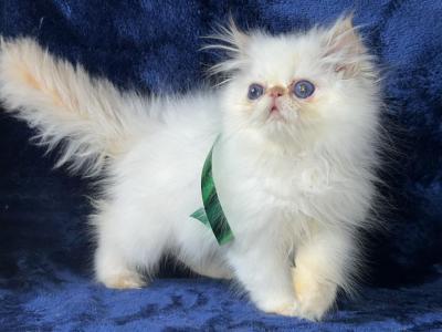 Persian Himalayan Kitten Male - Persian - Gallery Photo #1