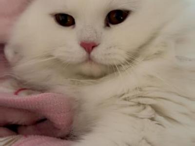 Olaf - Persian - Gallery Photo #1