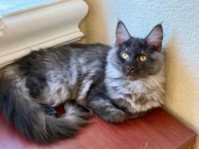 Maine Coon Smokey Black  Female - Maine Coon - Gallery Photo #1