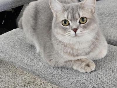 Rare Lilac & Golden Female - British Shorthair - Gallery Photo #1