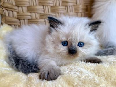 Ragdoll Seal Point Male Kitten - Ragdoll - Gallery Photo #1