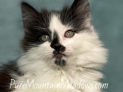 Black Tux Ragdoll Female - Ragdoll - Gallery Photo #1