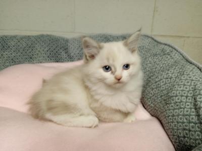 Ragdoll Kittens - Ragdoll - Gallery Photo #1