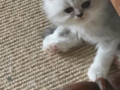 Squeaky's Babies - Persian - Gallery Photo #1