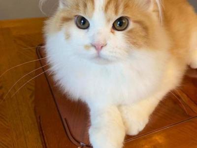 Scottish Straight Red And White Cat - Scottish Straight - Gallery Photo #1