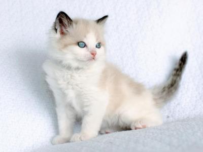 Tangelo - Ragdoll - Gallery Photo #1