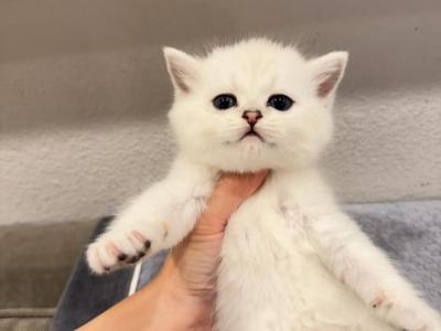 White Collar Boy - British Shorthair - Gallery Photo #1