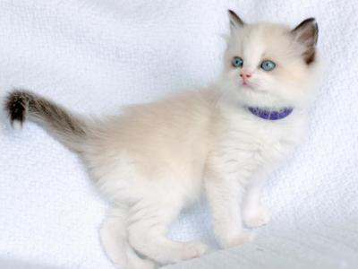 Grape - Ragdoll - Gallery Photo #1