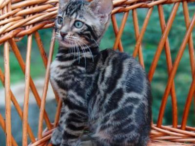 Louise - Bengal - Gallery Photo #1