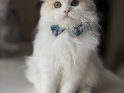 Ray - Scottish Fold - Gallery Photo #1